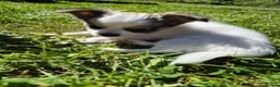 Chihuahua dogs for sale: Stunning Long-Haired Chihuahua Puppies in Guildford - Advert 9