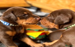 Dobermann dogs for sale: Outstanding KC reg Doberman puppies for sale - Image 7