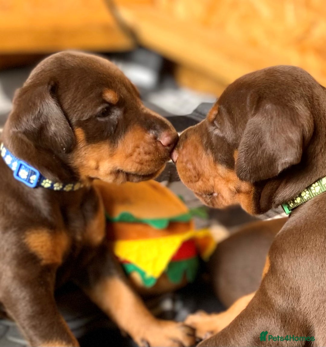 Dobermann dogs for sale: Outstanding KC reg Doberman puppies for sale - Image 7