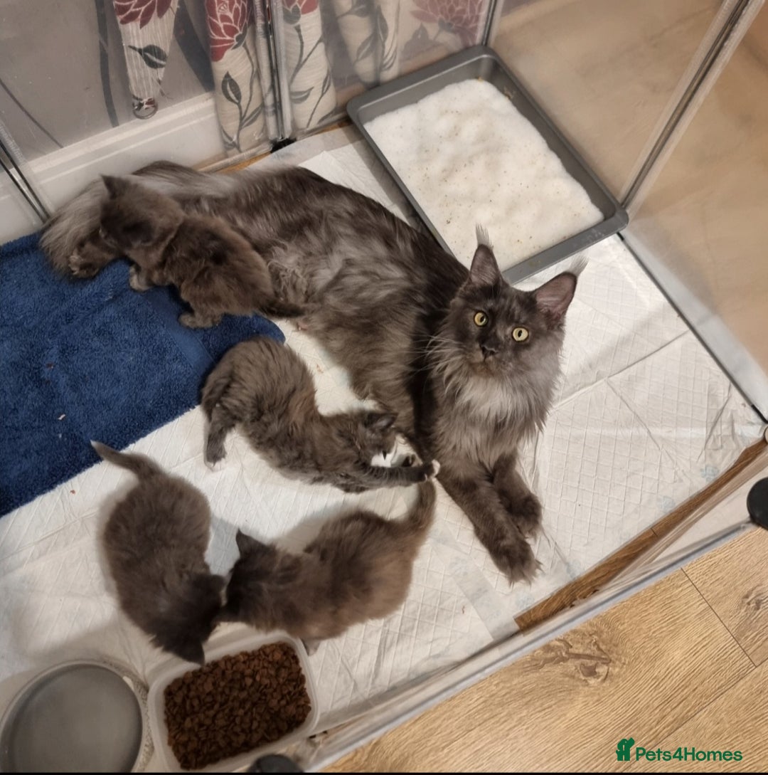 Maine Coon cats for sale: Gorgeous TICA register kittens - Advert 2