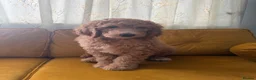 Standard Poodle dogs for sale: Standard Poodle last boy ready now-reduced price - Advert 6