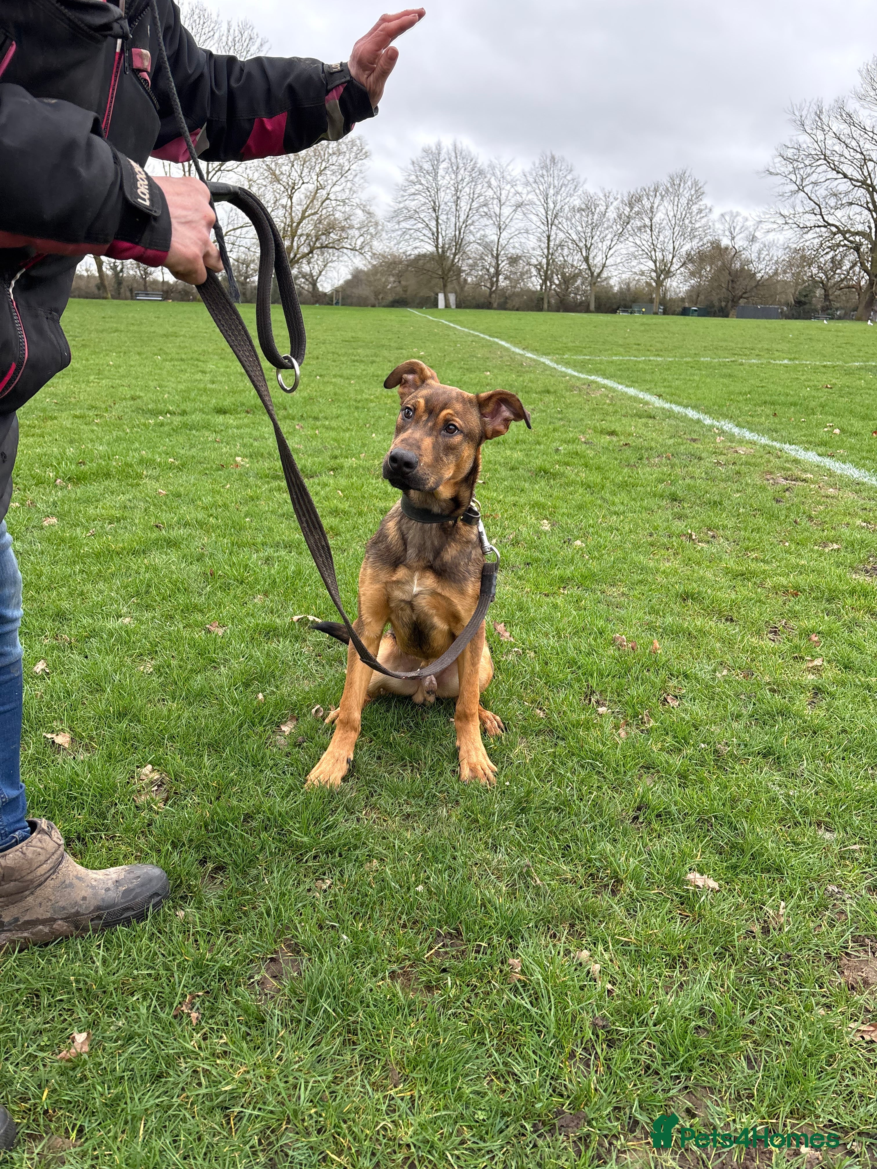 Belgian Shepherd Dog dogs ENVI 💥 BERRY 2 - Advert 18