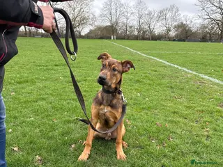 Belgian Shepherd Dog dogs ENVI 💥 BERRY 2 - Advert 18