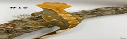 Gecko reptiles for sale: Adult, Juvenile and Lilly White Crested Geckos - Advert 30