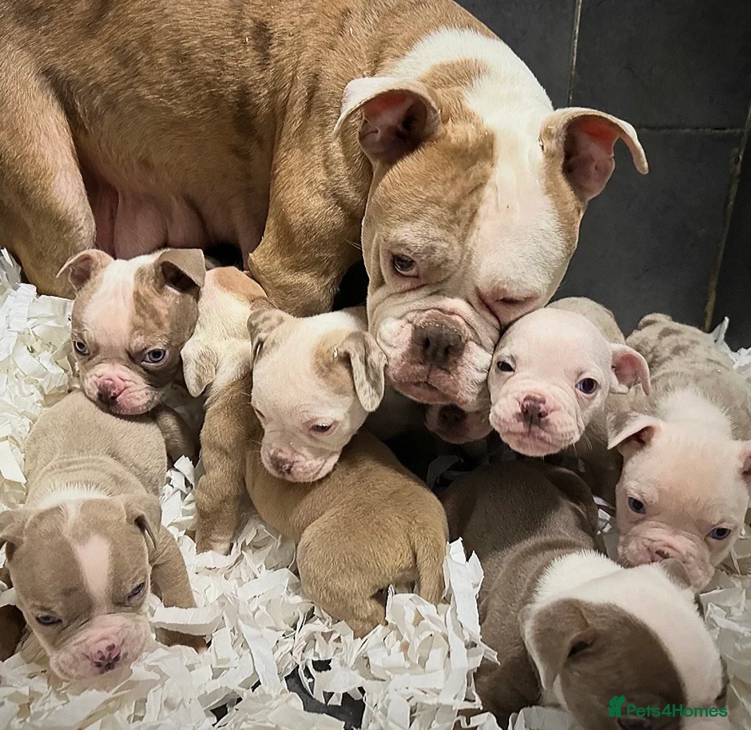 Old Tyme Bulldog dogs for sale: 23 YEARS, EXPERIENCE, 5 STAR RATED, LICENSED - Advert 15