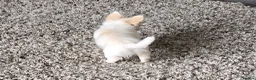 Chihuahua dogs for sale: KC Reg Chihuahua Pups, Champion lines. - Advert 25
