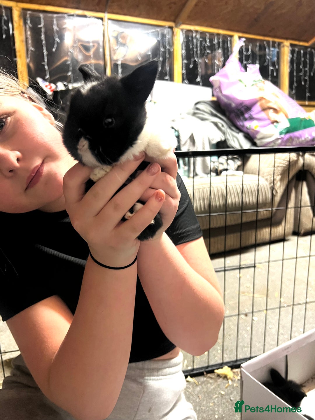 Lionhead rabbits for sale: Bouncing baby bunnies  - Advert 3