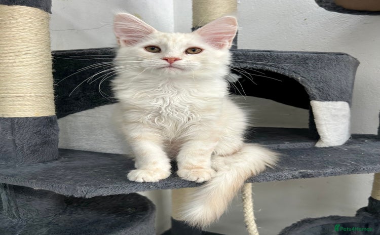 Maine Coon cats - Advert 6