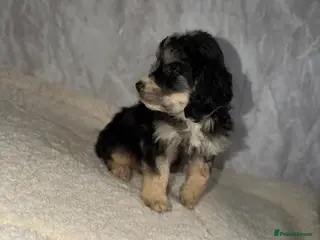 Cockapoo dogs Beautiful F1 cockapoos only 1 girl left - Advert 9