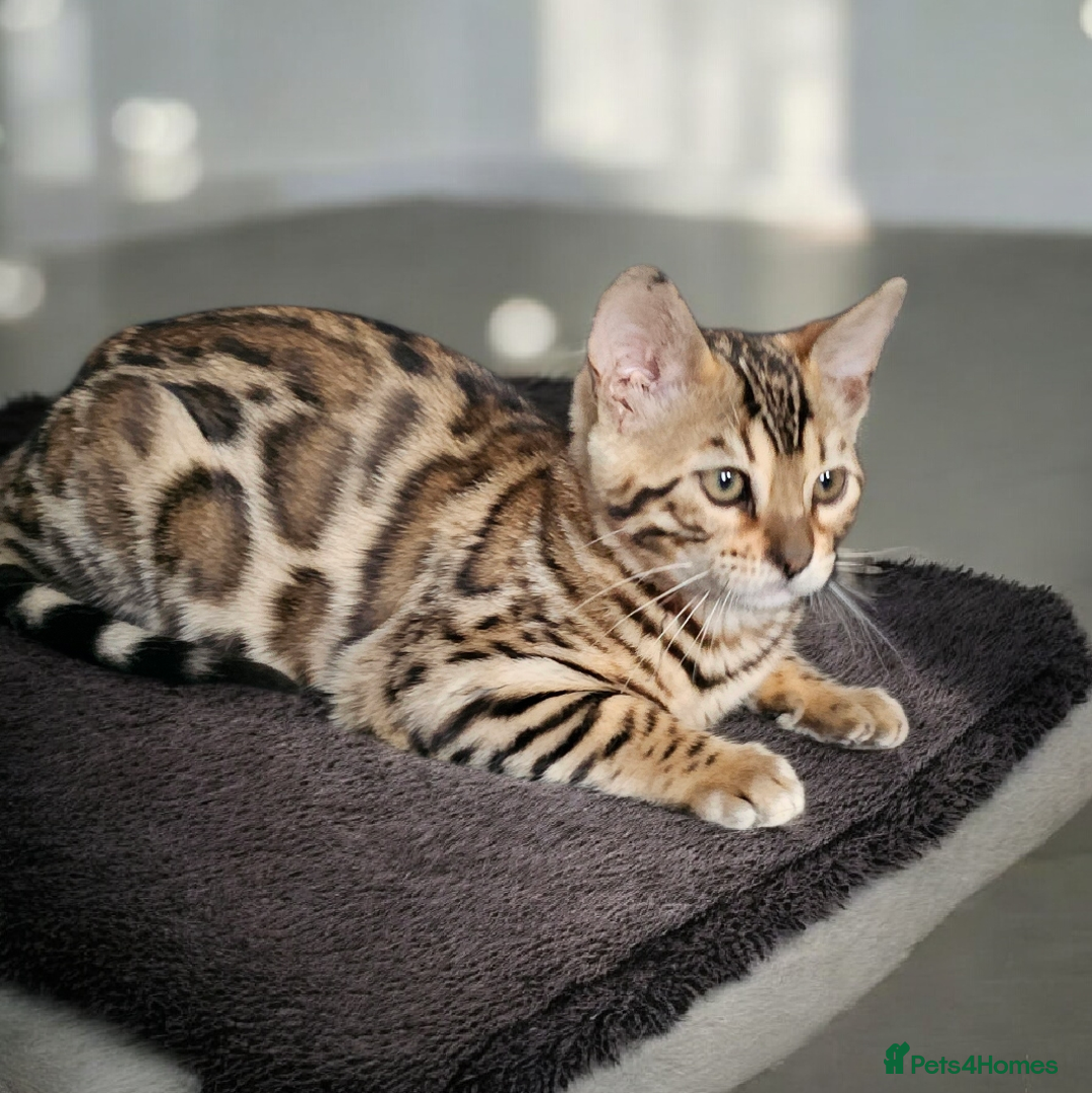 Bengal cats for sale: bengal  - Advert 7
