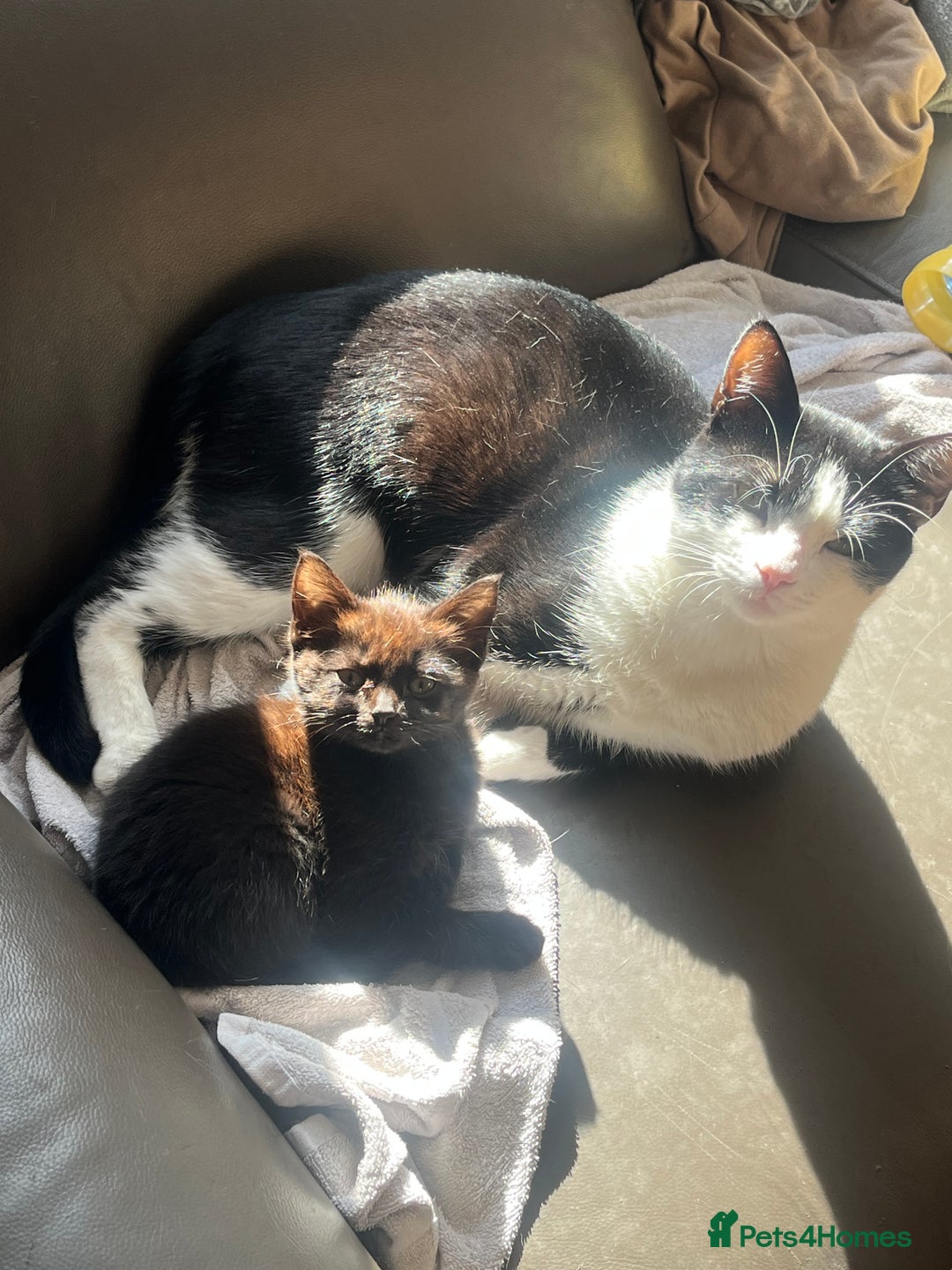 Mixed Breed cats for sale: Mixed breed kitten for sale  - Advert 3