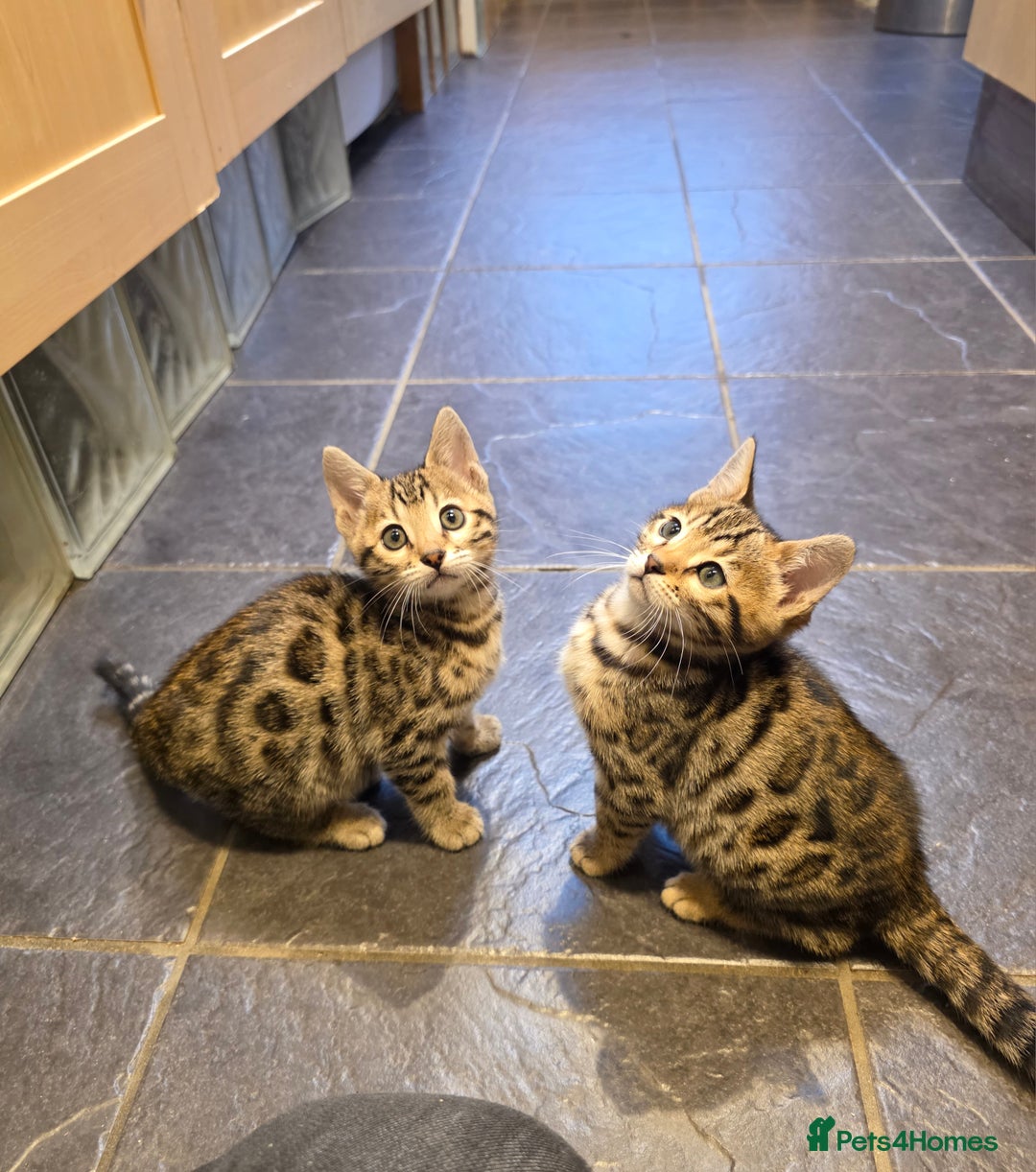 Bengal cats for sale: Outstanding quality Brown rosetted bengal kittens  - Advert 21