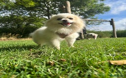 Pomeranian dogs for sale: Gorgeous KCreg female Pomeranian  - Image 7