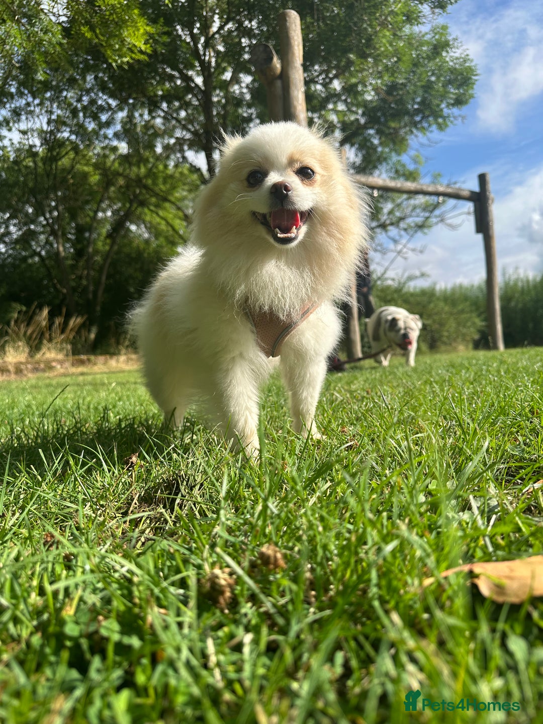 Pomeranian dogs for sale: Gorgeous KCreg female Pomeranian  - Image 7