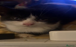 Mixed Breed cats for sale: 7 kittens for sale , all 6 months old  - Image 8