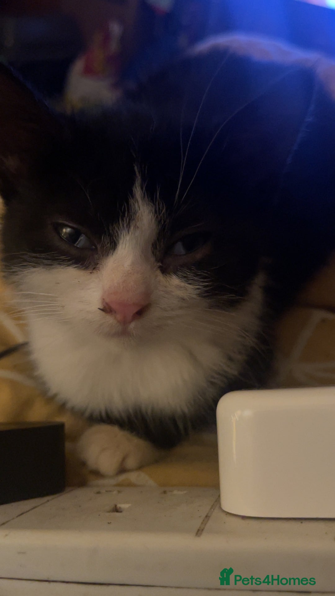 Mixed Breed cats for sale: 7 kittens for sale , all 6 months old  - Image 8