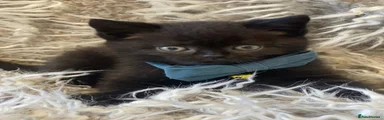 British Shorthair 2