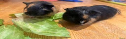 Guinea Pig rodents for sale: Female guinea pigs in Shepton Mallet - Advert 4
