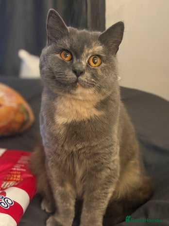 British Shorthair cats - Advert 1