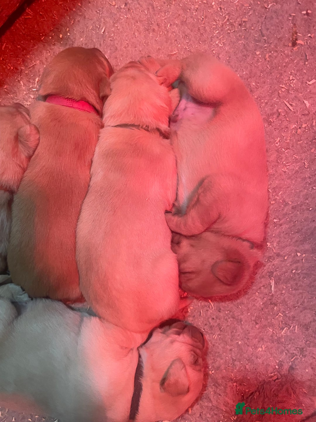Labrador Retriever dogs for sale: KC Labrador pups ready 5th Jan 26 - Advert 24