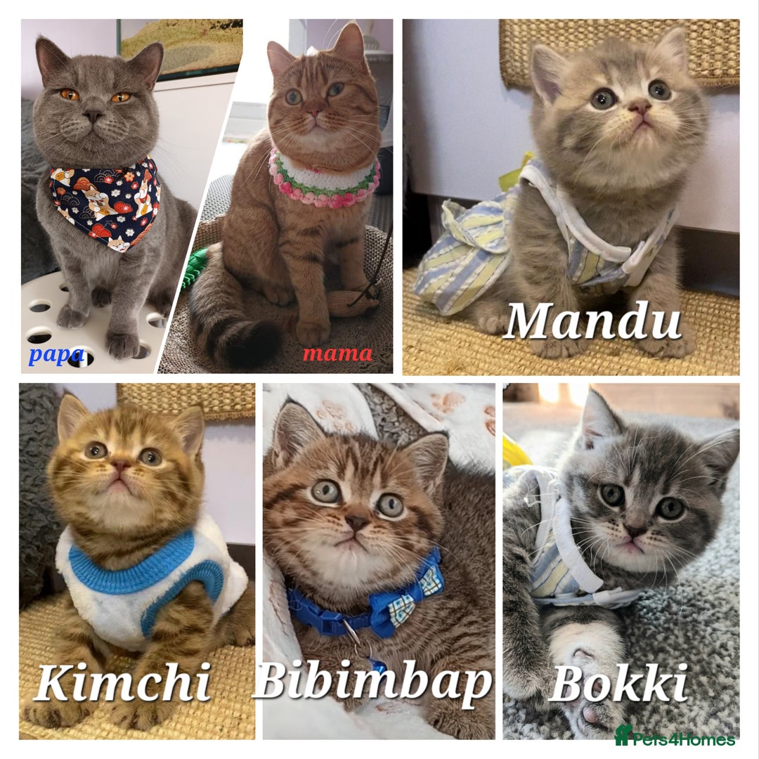 British Shorthair cats for sale: Pure Pedigree British Shorthair  - Image 26