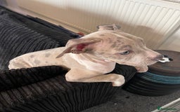 American Bully dogs for sale: Standard bully puppies ready to go - Image 10