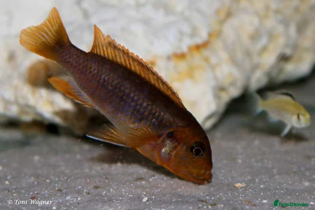 Cichlids fish for sale: Rusty Cichlids  - Image 2