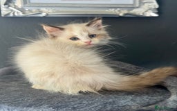 Ragdoll cats for sale: Tortie flame mink sepia cherubim tica females  - Image 1