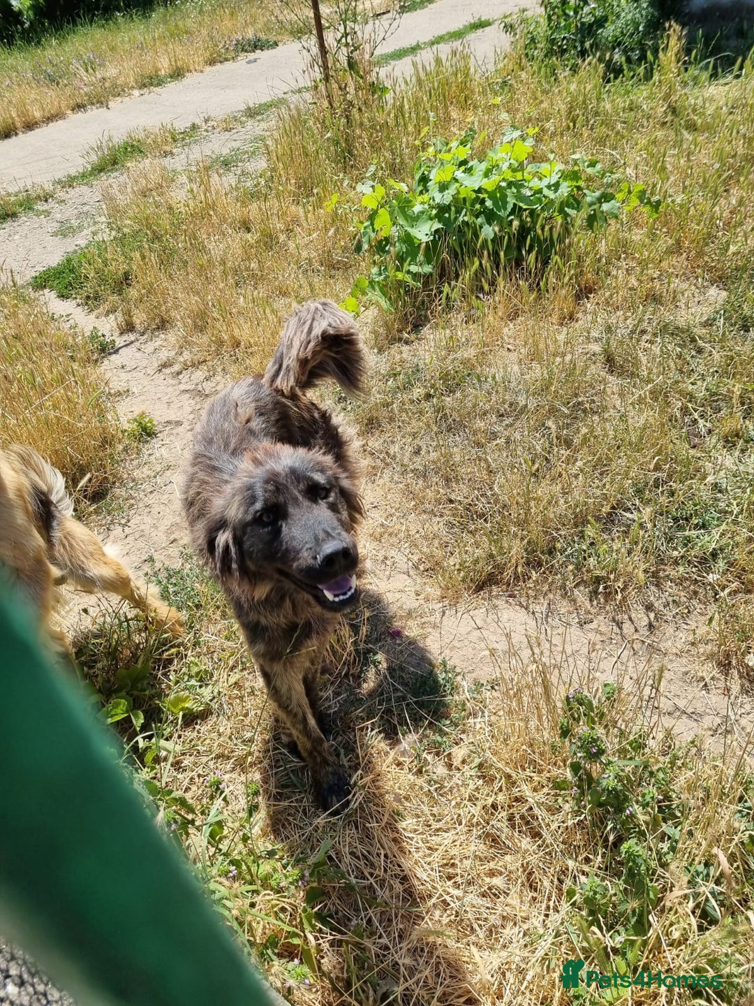 Mixed Breed dogs for adoption: 🆘‼️AT RISK OF BEING EUTHANISED! - Image 4