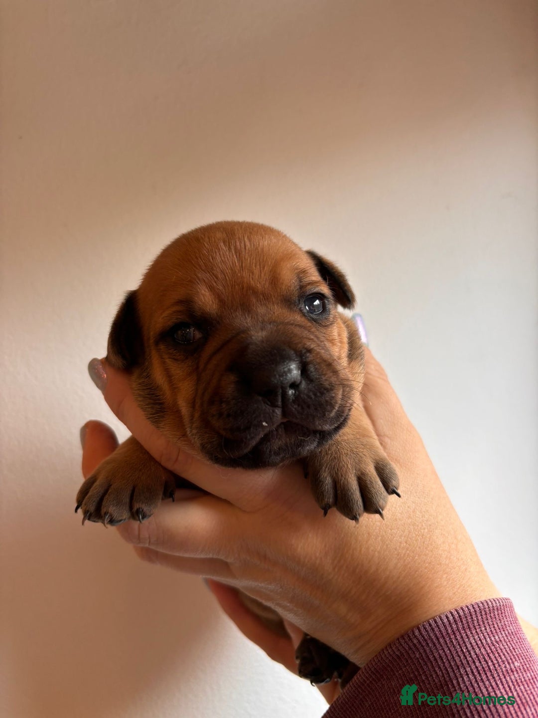 Staffordshire Bull Terrier dogs for sale: Stunning chunky puppies  - Advert 12
