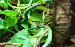 Frog reptiles for sale: European Tree Frogs - Image 2