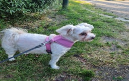 Maltese dogs for sale: Little Mia looking for forever home  - Image 16
