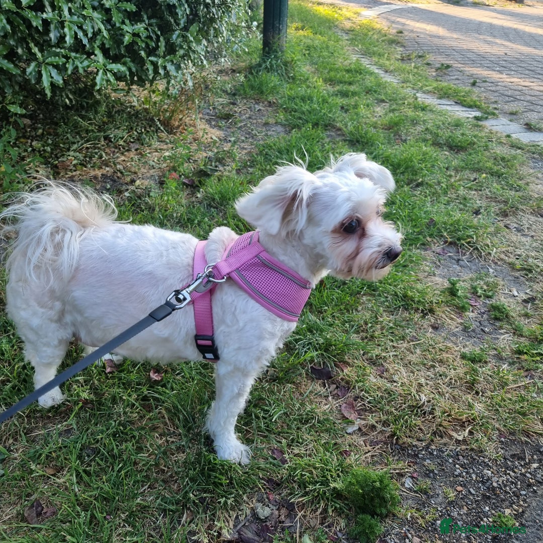 Maltese dogs for sale: Little Mia looking for forever home  - Image 16
