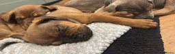 Mixed Breed dogs for sale: Staffweilers F5 exotic colours co/co dd bb  in London - Advert 15