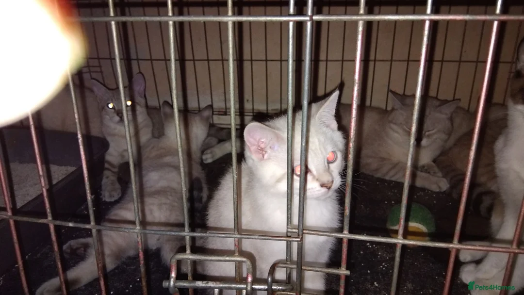 Mixed Breed cats for sale: Kittens for rehoming  in Dunfermline - Advert 2