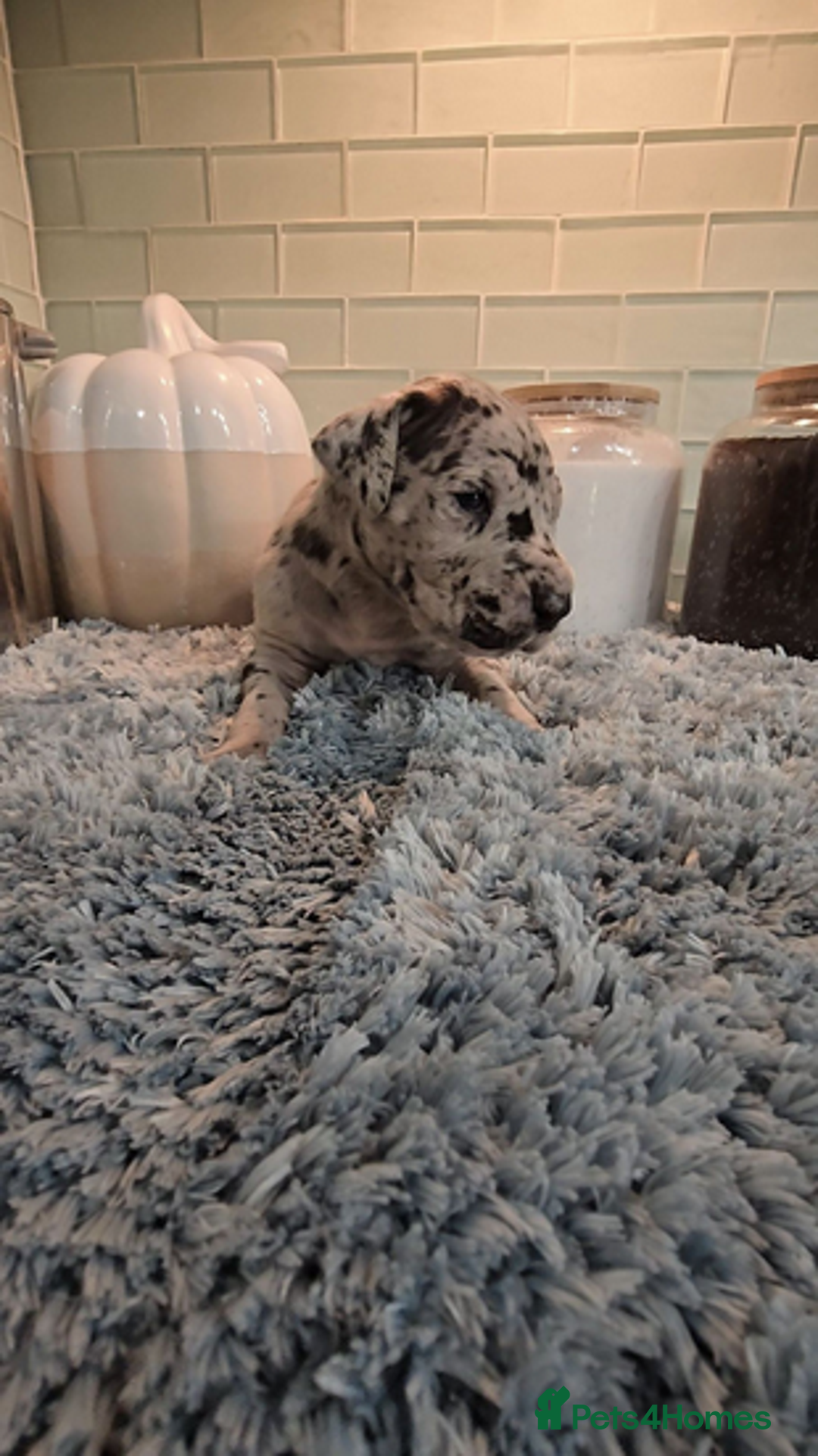 Great Dane dogs for sale: Kc & Beautiful Litter of Chunky Great Dane Puppies - Advert 3
