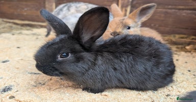Mini Lop rabbits - Advert 12