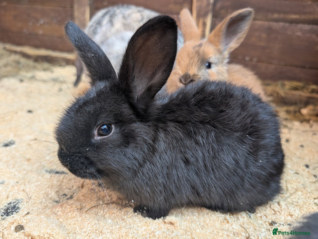 Mini Lop rabbits for sale: Mini lop baby rabbits  - Image 3