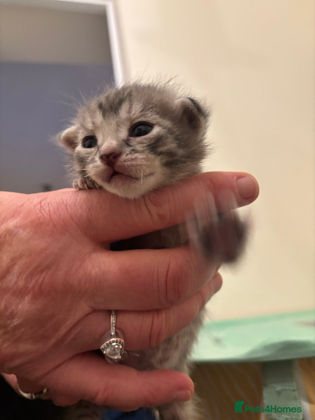 Mixed Breed cats for sale: Devon Rex x Bengal cross kittens  - Advert 3