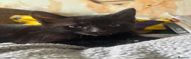 Black Panther 