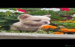 French Bulldog dogs for sale: Beautiful small build fluffy/fluffy carrier french - Image 17