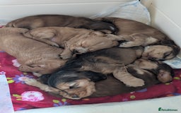 Cocker Spaniel dogs for sale: Quality Bred Show Type Cocker Spaniel Puppies - Image 16