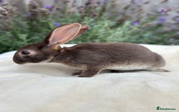 Mini Lop rabbits for sale: Ready now 🐰 mini Rex x mini plush lop babies!  - Image 6