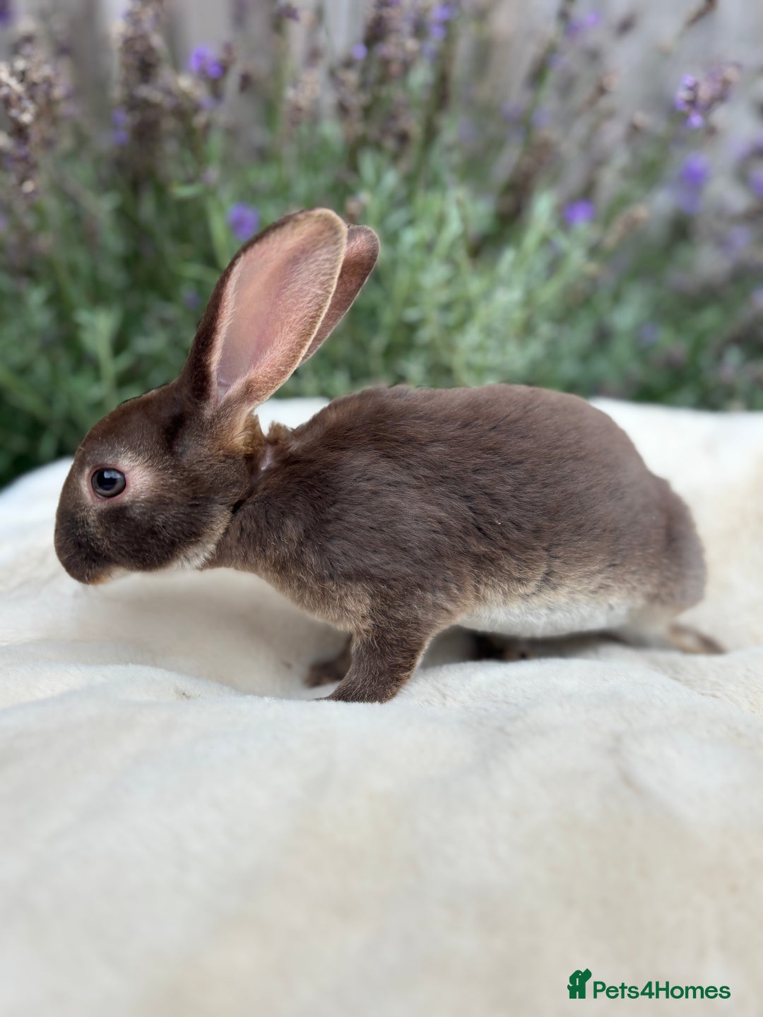 Mini Lop rabbits for sale: Ready now 🐰 mini Rex x mini plush lop babies!  - Image 6