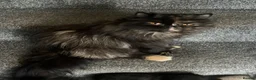 Persian cats for sale: Persian x British blue kittens in Armagh - Advert 3