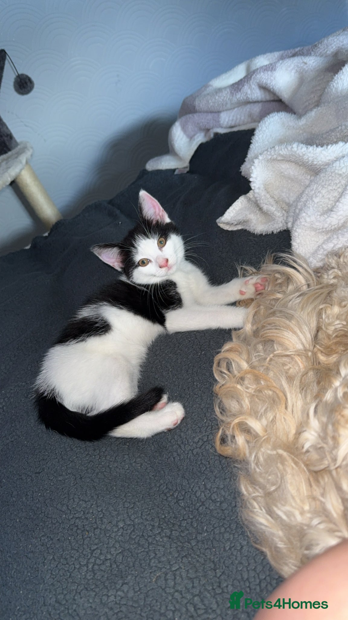Mixed Breed cats Olive and Ocean - Advert 1