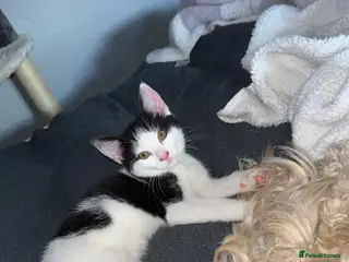 Mixed Breed cats Olive and Ocean - Advert 9