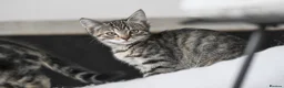 Mixed Breed cats for sale: REDUCED READY TO GO -  1 BOY/GIRL Tabby kittens  - Advert 6