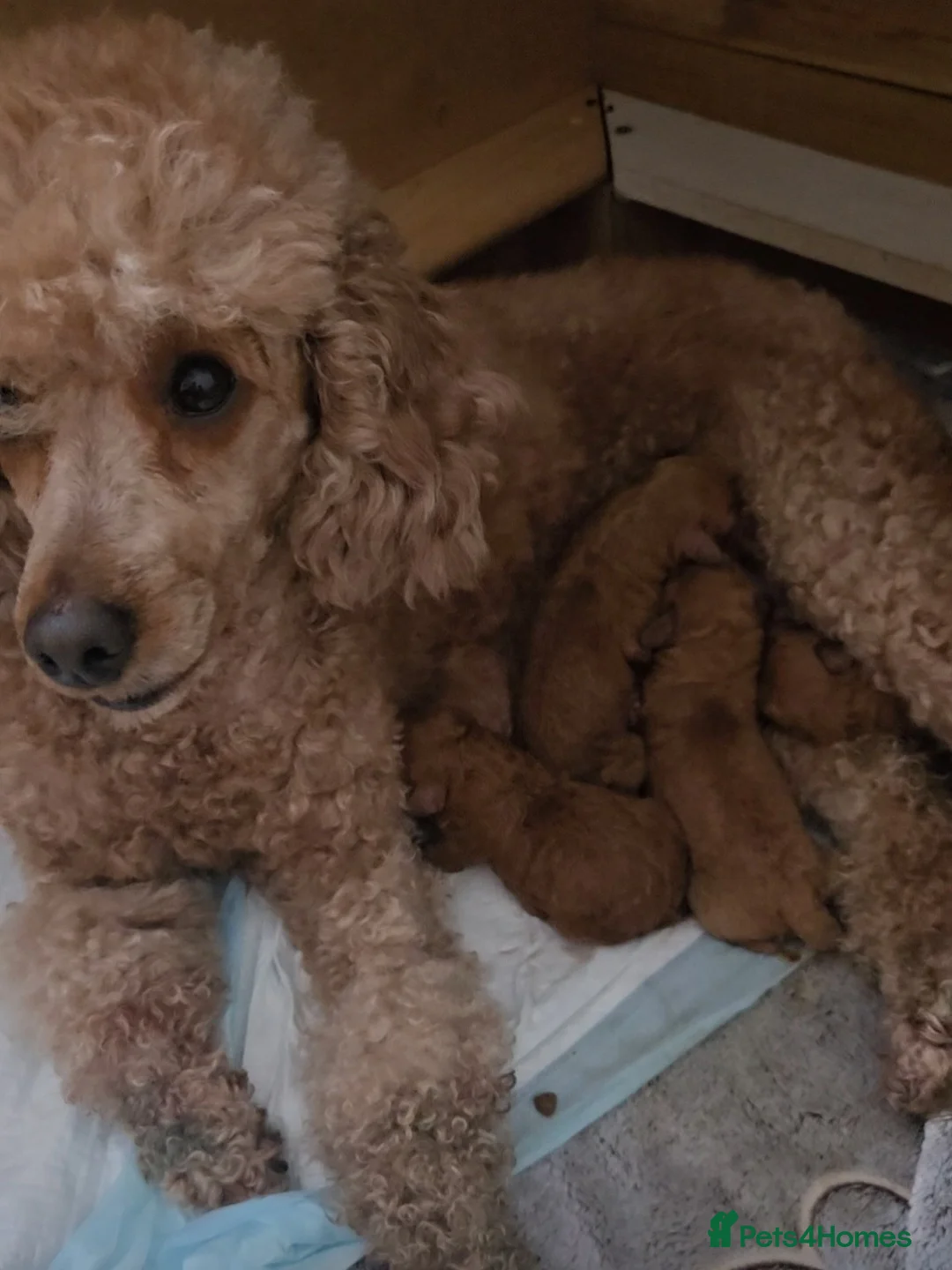 Miniature Poodle dogs for sale: Mini poodle ❤️ in Bourne - Advert 1