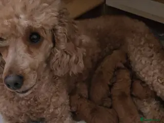 Miniature Poodle dogs Mini poodle ❤️ - Advert 2